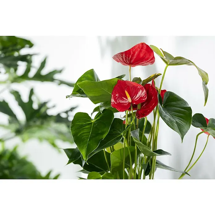 Piardino Flamingoblume - Anthurium x andreanum, Topfgröße: 21 cm, Dunkelrot - Nahaufnahme einer blühenden Anthurie mit roten Blüten und grünen Blättern, die ihre Schönheit und Eleganz zeigt.