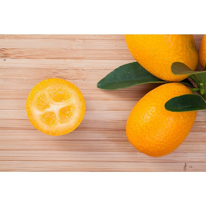 Kumquat (Citrus fortunella, Topfgröße: 20 cm) | BAUHAUS