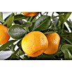 Calamondin-Orange (Citrus mitis, Topfgröße: 24 cm) | BAUHAUS
