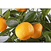 Calamondin-Orange (Citrofortunella microcarpa, Topfgröße: 20 cm) | BAUHAUS