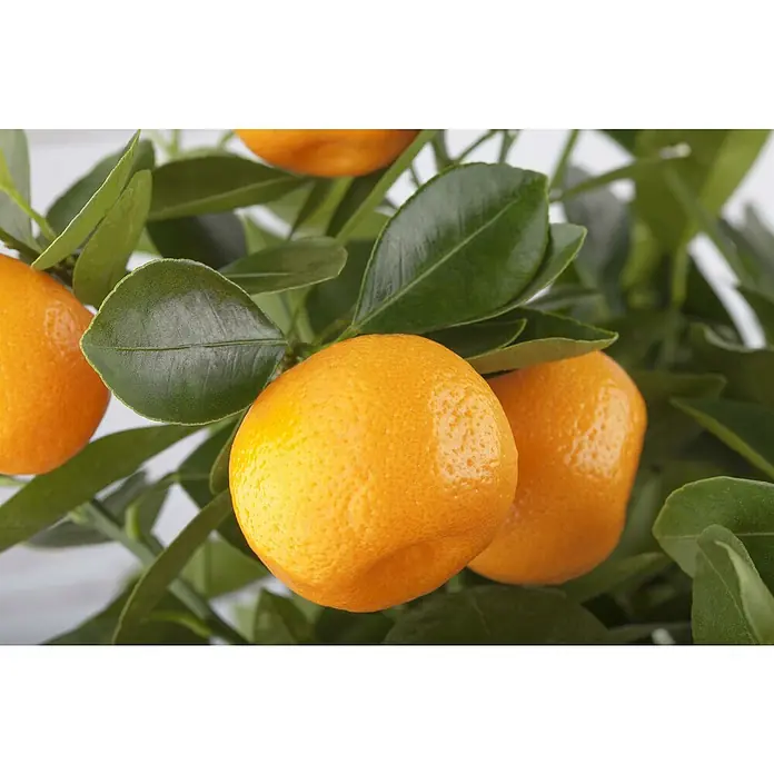 Calamondin-Orange - Citrofortunella microcarpa, Topfgröße: 20 cm - Nahaufnahme von leuchtend orangefarbenen Mandarinen, die an einem üppigen grünen Baum wachsen, die Textur und Farbe der Früchte betonend.