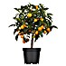 Kumquat 