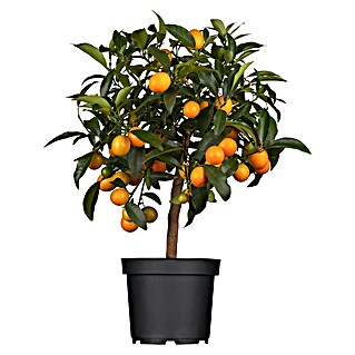 Kumquat (Citrus fortunella, Topfgröße: 20 cm)