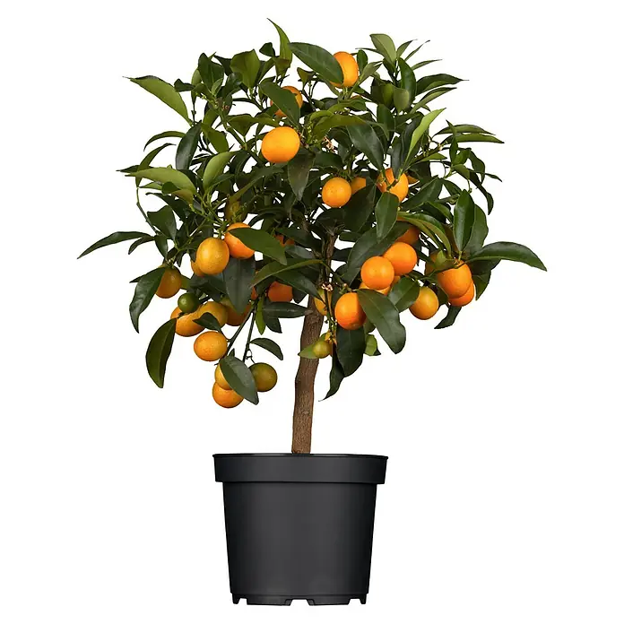 Kumquat - Citrus fortunella, Topfgröße: 18 cm - Nahaufnahme eines Kumquat-Baums in einem Topf, mit reifen, orangefarbenen Früchten und grünen Blättern vor einem schwarzen Hintergrund.
