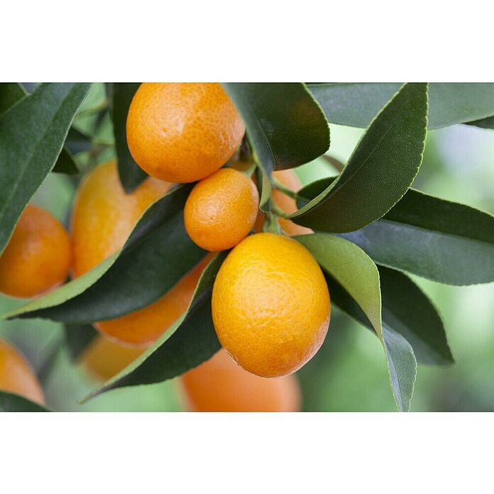 Kumquat (Citrus fortunella, Topfgröße: 20 cm) | BAUHAUS