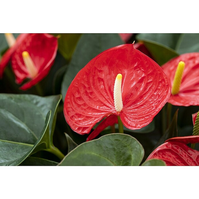 Piardino Flamingoblume (Anthurium x andreanum, Topfgröße: 21 cm, Dunkelrot) | BAUHAUS