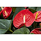 Piardino Flamingoblume (Anthurium x andreanum, Topfgröße: 21 cm, Dunkelrot) | BAUHAUS