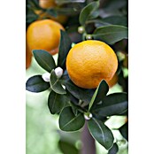 Calamondin-Orange (Citrofortunella microcarpa, Topfgröße: 20 cm) | BAUHAUS