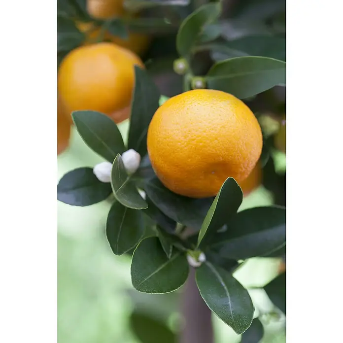 Calamondin-Orange - Citrofortunella microcarpa, Topfgröße: 20 cm - Nahaufnahme einer Mandarine am Baum, umgeben von grünen Blättern und weißen Blüten.