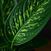 Piardino Herzblattpflanze (Homalomena rubescens 'Camouflage', Topfgröße: 12 cm) | BAUHAUS