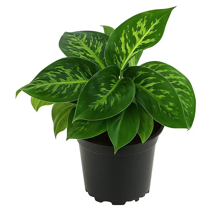 Piardino Herzblattpflanze - Homalomena rubescens 'Camouflage', Topfgröße: 12 cm - Eine Aglaonema Zimmerpflanze mit großen, grün gemusterten Blättern in einem schwarzen Topf. Die Pflanze ist ein dekoratives Highlight.