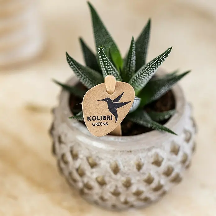 Piardino Sukkulenten in Marrakesh Keramik - Sortenabhängig, Topfgröße: 6 cm - Nahaufnahme einer Haworthia-Zebra-Sukkulente im Topf mit einem 'Kolibri Greens'-Etikett, das ihr dekoratives Aussehen hervorhebt.