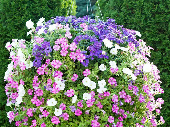 Rosa, lila und weiße Blumen in einer Hängeampel