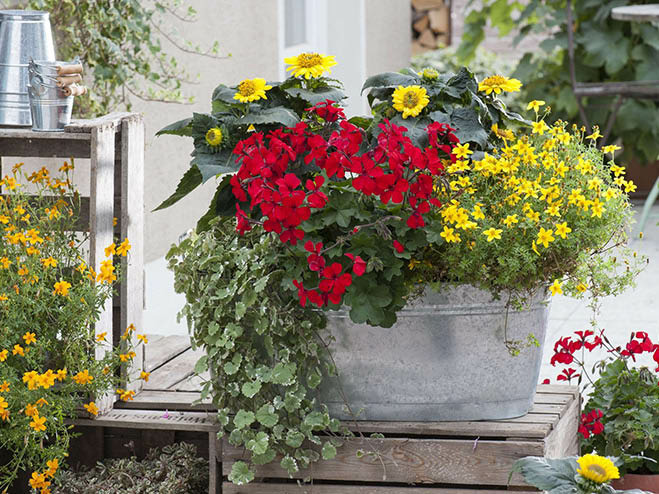Rote und gelbe Blumen in einem Pflanzkasten am Balkon