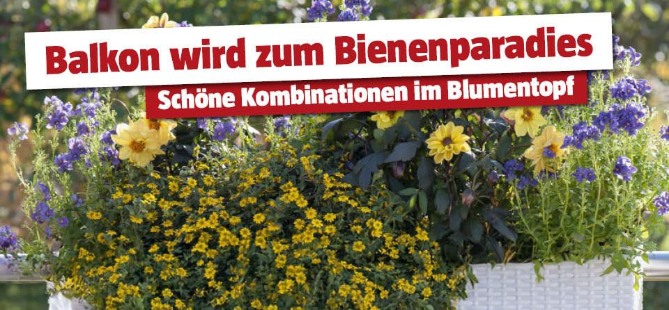 Bienenfreundliche Balkonkästen