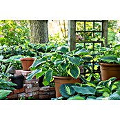 Hosta 5 in Sorten