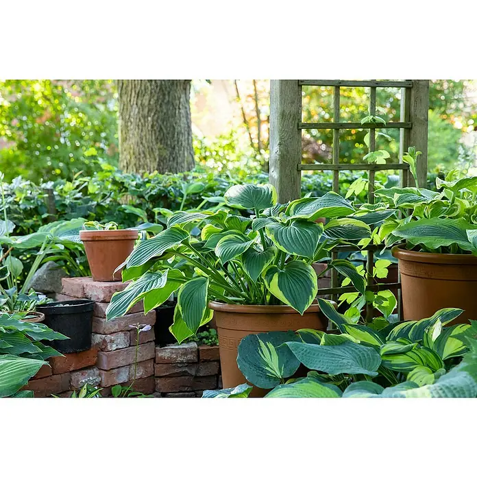 Piardino Funkie - Hosta Hybriden in Sorten gemischt, Topfgröße: 23 cm, Lila - Üppige Hostapflanzen in Tontöpfen im Garten, die mit ihren grünen Blättern und ihrer Textur einen natürlichen Charme versprühen.