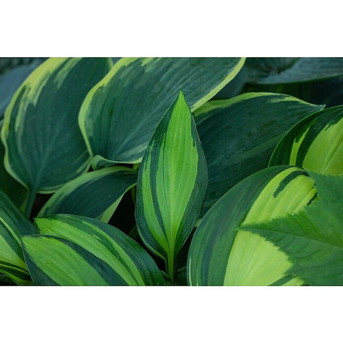 Hosta 5 in Sorten