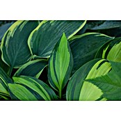 Hosta 5 in Sorten