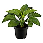 Hosta 5 in Sorten