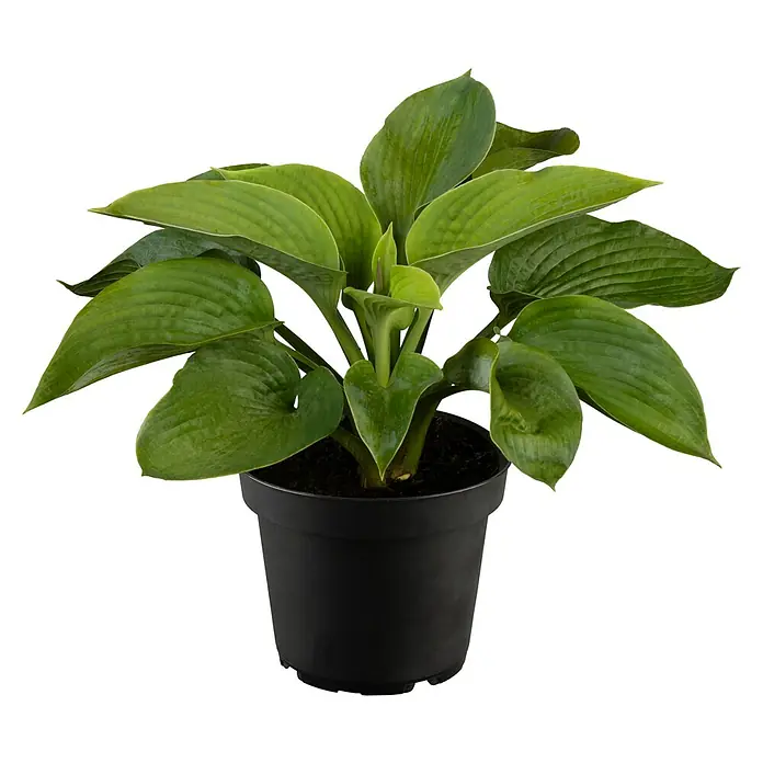 Piardino Funkie - Hosta Hybriden in Sorten gemischt, Topfgröße: 23 cm, Lila - Nahaufnahme einer Hosta-Pflanze in einem schwarzen Topf, mit saftig grünen Blättern. Ideal zur Dekoration von Innenräumen.