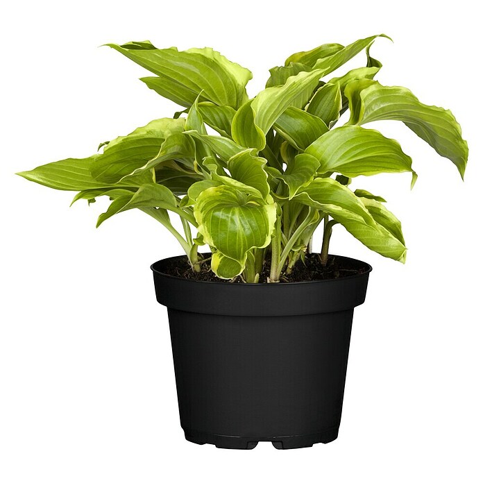 Hosta 5 in Sorten