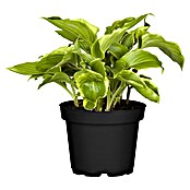 Hosta 5 in Sorten