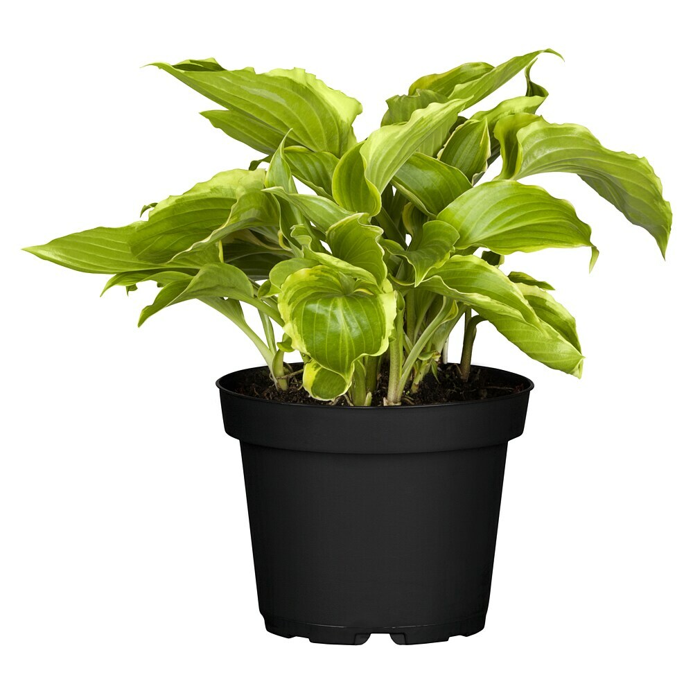 Piardino Funkie - Hosta Hybriden in Sorten gemischt, Topfgre: 23 cm, Lila  online kaufen bei BAUHAUS