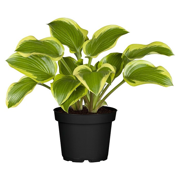 Hosta 5 in Sorten