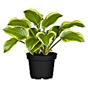 Hosta 5 in Sorten