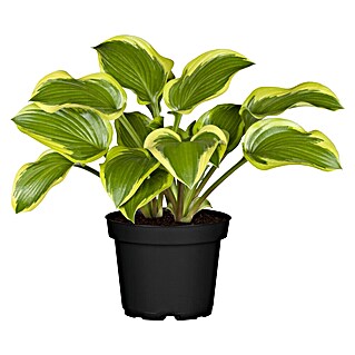 Piardino Funkie (Hosta Hybriden in Sorten gemischt, Topfgröße: 23 cm, Lila)