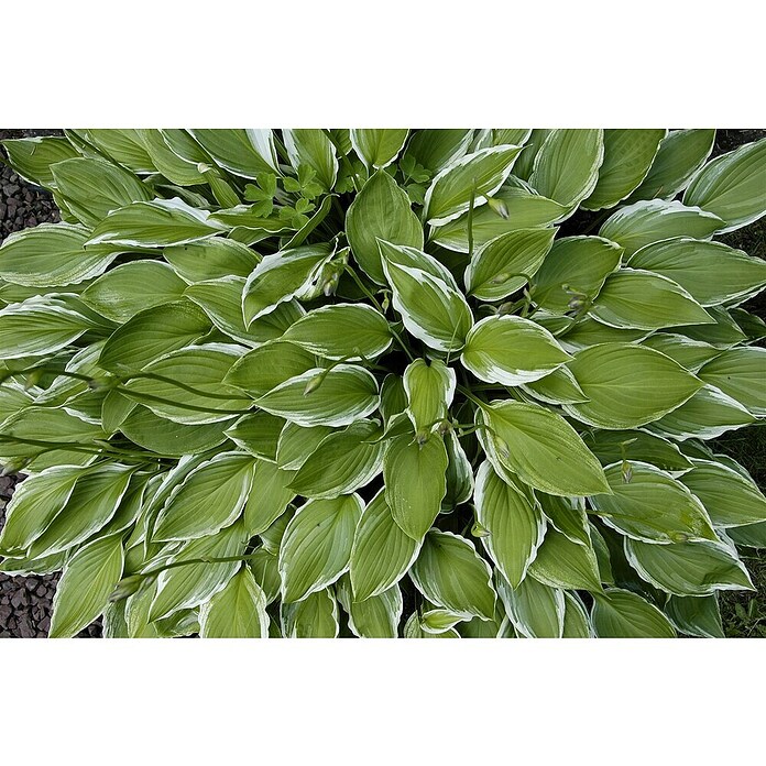 Hosta 5 in Sorten