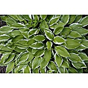 Hosta 5 in Sorten
