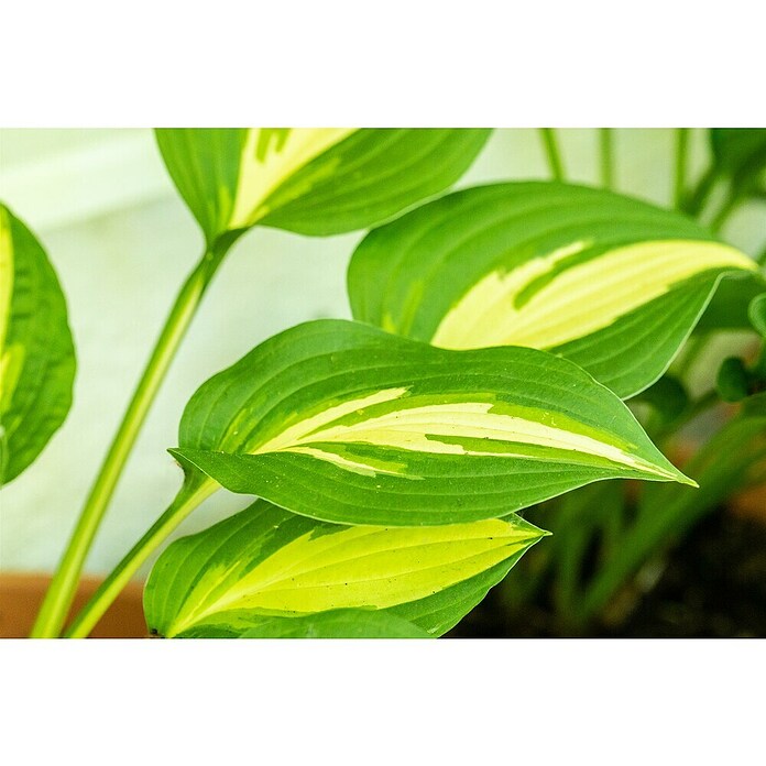 Hosta 5 in Sorten