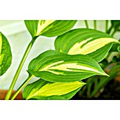 Hosta 5 in Sorten