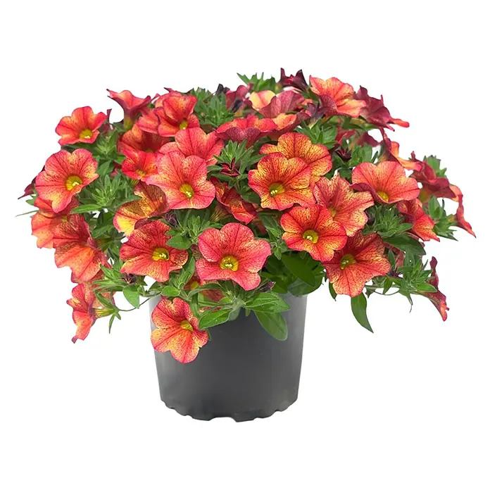 Piardino Hängepetunie - Calibrachoa Hybride Changing Colours, Topfgröße: 12 cm - Ein Topf mit Calibrachoa-Blüten in leuchtenden Orange- und Rottönen, die eine warme und einladende Atmosphäre schaffen. Ideal für Balkon und Garten.