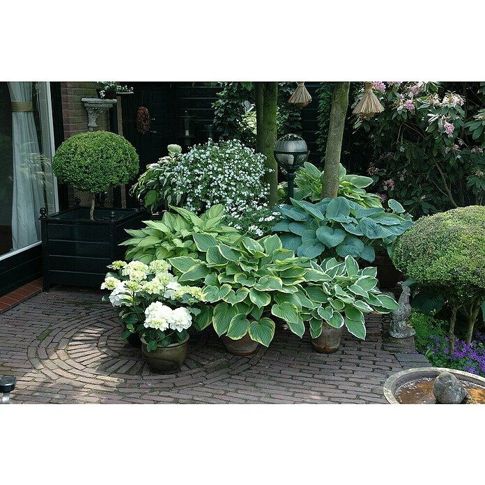 Hosta 5 in Sorten