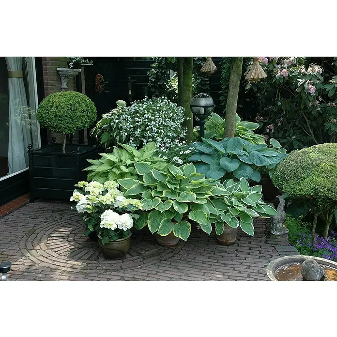 Piardino Funkie - Hosta Hybriden in Sorten gemischt, Topfgröße: 23 cm, Lila - Eine üppige Gartenanlage mit Hostas, Hortensien und Buchsbaumpflanzen in Töpfen, die eine ruhige und grüne Oase schaffen.