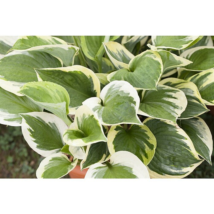 Hosta 5 in Sorten