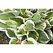 Hosta 5 in Sorten