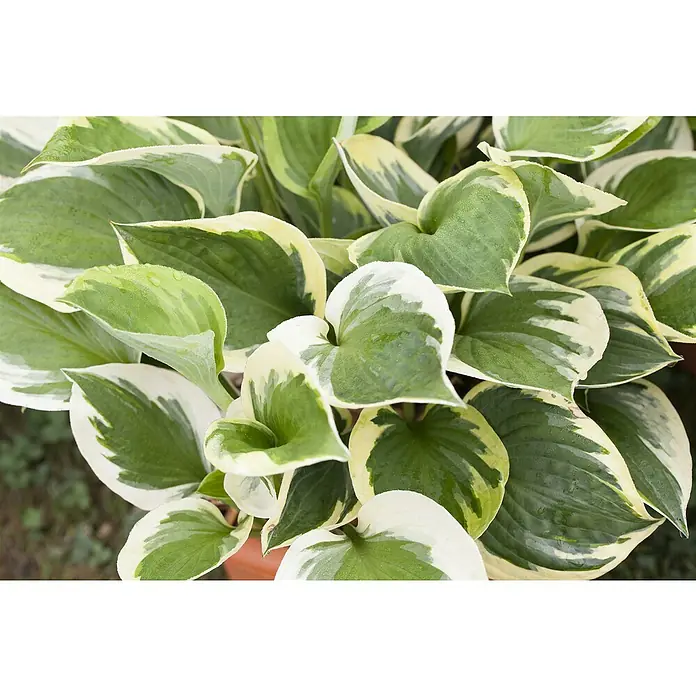 Piardino Funkie - Hosta Hybriden in Sorten gemischt, Topfgröße: 23 cm, Lila - Nahaufnahme einer Funkien-Pflanze mit grün-weiß panaschierten Blättern. Die Pflanze hat auffällige herzförmige Blätter.