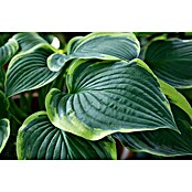 Hosta 5 in Sorten