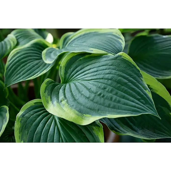 Piardino Funkie - Hosta Hybriden in Sorten gemischt, Topfgröße: 23 cm, Lila - Nahaufnahme einer Hosta-Pflanze mit großen, grün-gelb panaschierten Blättern, die ihre markanten Blattadern und Textur zeigen.