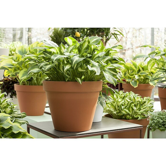 Hosta 5 in Sorten