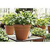 Hosta 5 in Sorten