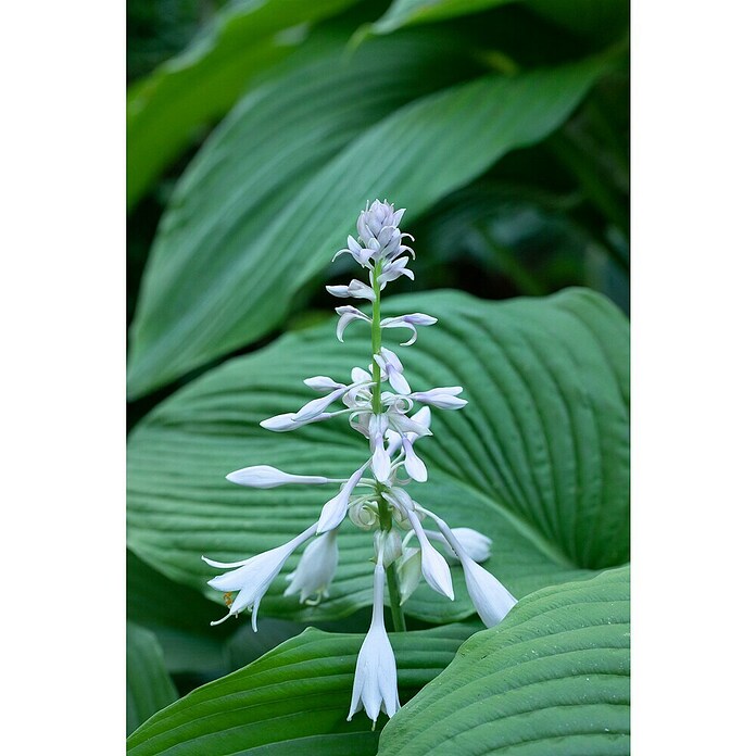 Hosta 5 in Sorten