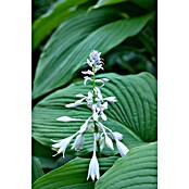 Hosta 5 in Sorten