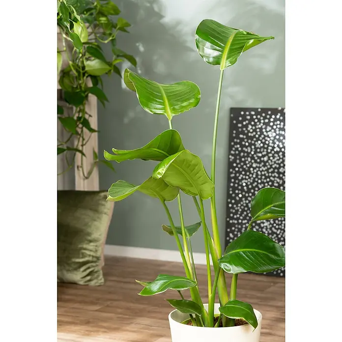 Baumstrelitzie - Strelitzia nicolai, Topfgröße: 23 cm - Innenaufnahme einer Strelitzie im Topf, die mit ihren großen, grünen Blättern das Zimmer aufwertet.