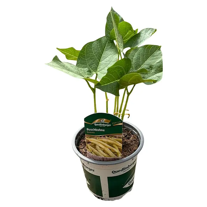 Gemüsepflanzen-Mix Hülsenfrüchte - verschiedene Sorten, 11 cm - Topfpflanze grüne Buschbohne 'Sonesta' mit Quedlinburger Etikett und gelben Bohnen.