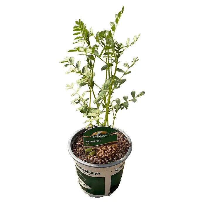 Gemüsepflanzen-Mix Hülsenfrüchte - verschiedene Sorten, 11 cm - Eine junge Kichererbsenpflanze in einem dunklen Topf mit einem Quedlinburger Etikett, das gelbe Kichererbsen zeigt.